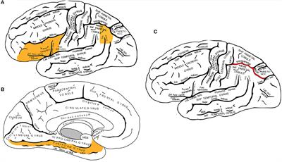 From Schools to Scans: A Neuroeducational Approach to Comorbid Math and Reading Disabilities